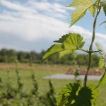 A hops bine climbing up string