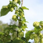 A hop vine